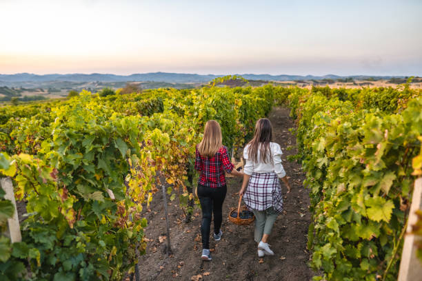 istock Two sisters walking through the vineyard, picking grapes 1665834501