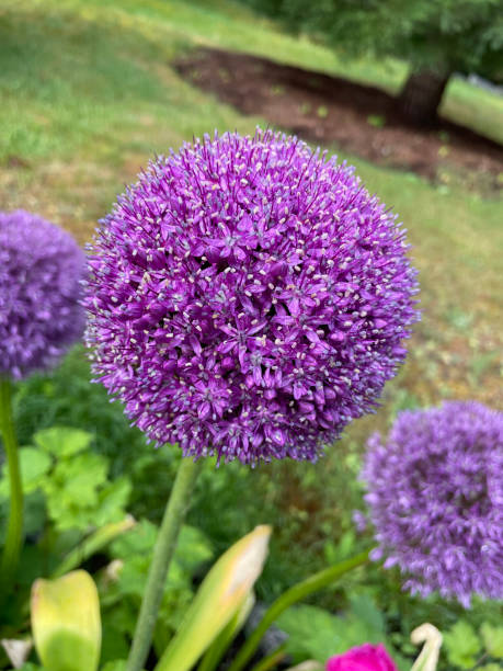 istock Beautiful Purple Allium Gladiator Flower 1665837311