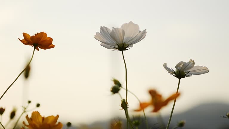 Cosmos flowers