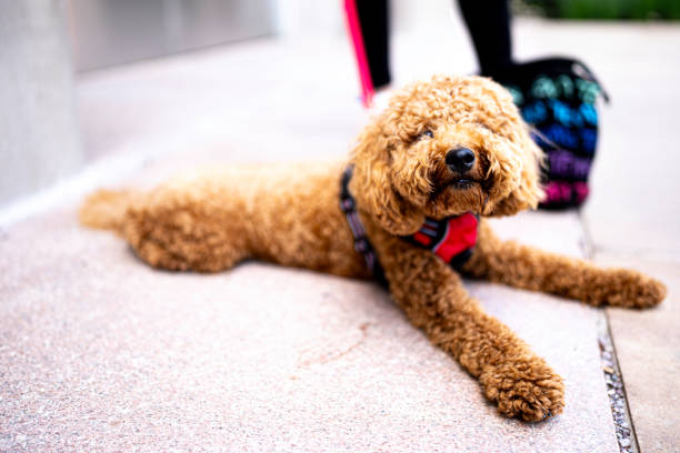 istock Golden doodle resting on the floor 1665862624