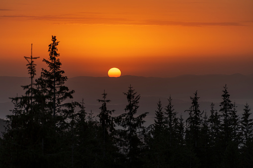 Green fir trees, morning sun and Carpathian mountains at sunrise in the summer. Ukraine, Europe. Nature and environment concept