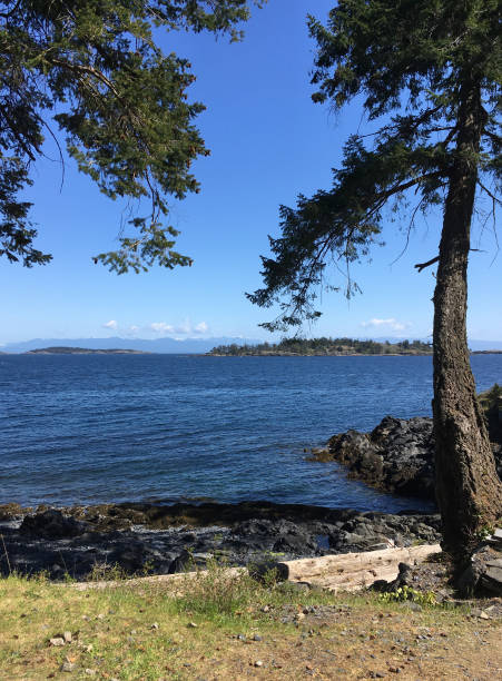 bela vista da baía de nanoose na costa leste da ilha de vancouver - vertical color image vancouver sea - fotografias e filmes do acervo