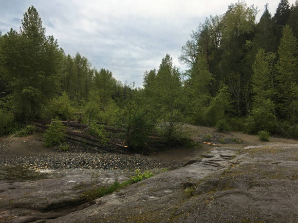 밴쿠버 섬의 parksville에 있는 top bridge regional park - vancouver green forest ravine 뉴스 사진 이미지