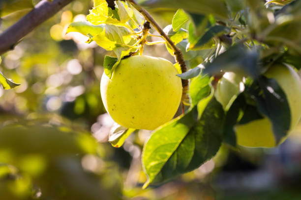 istock Green sweet apple on branch 1665877753