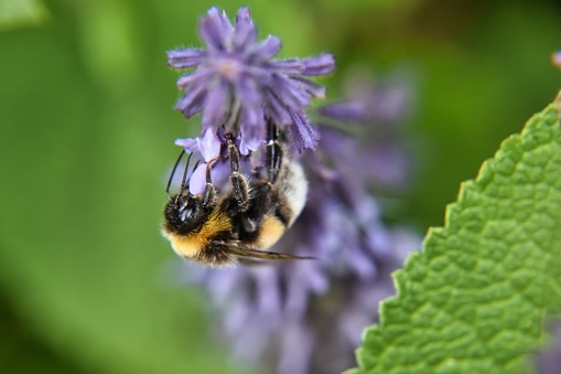 A close-up image of a bee perched atop a vibrant green leafy plant