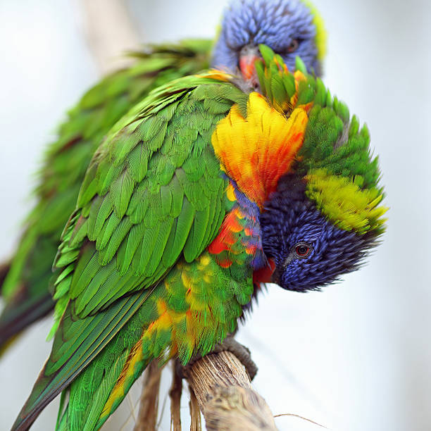 istock Rainbow Lorikeet, Trichoglossus haematodus 166589125