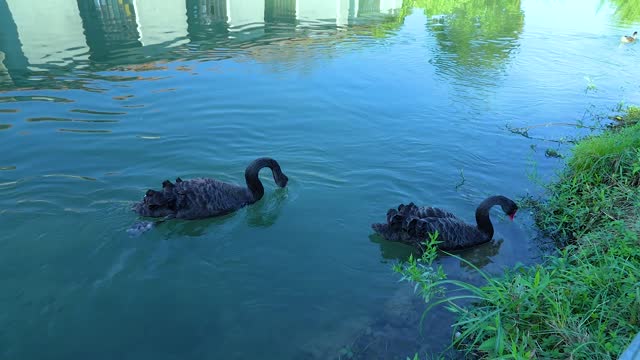 two beautiful black swans with red beaks swim