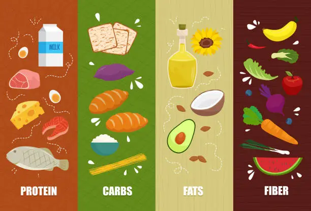 Vector illustration of Set of main food groups, macro and micronutrients. Fats, fiber or cellulose, carbs and proteins