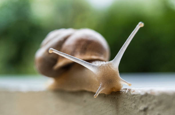 istock Delicate Snail Crawling Gracefully on a Weathered Stone 1665901298