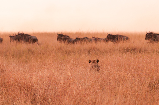 A lioness stalks a heard of wildebeest