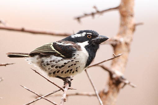 A Spot Flanked Barbet on a thorny perch