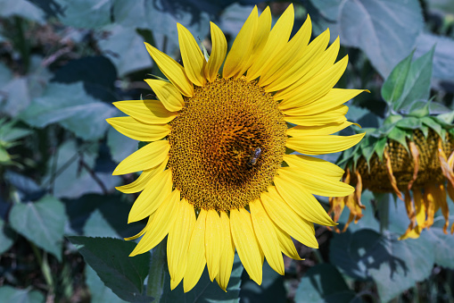 Portrait of a sunflower in the field. Close-up of sun flower.