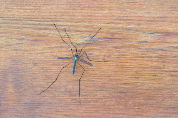istock Blue Mosquito Hawk on a wooden wall 1665921029
