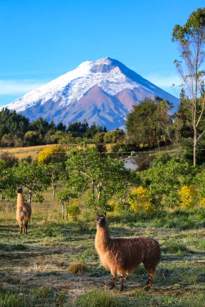 에콰도르의 코토팍시 화산 국립공원 - valley ecuador mountain landscape 뉴스 사진 이미지