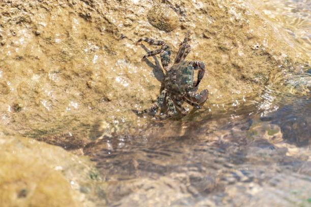 istock Characteristic specimen of Mediterranean crab on rocks 1665923688