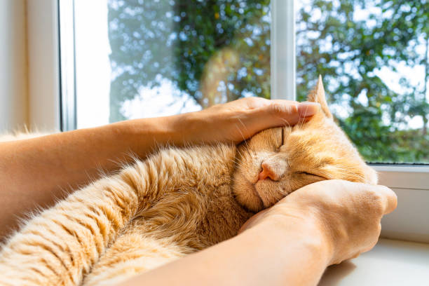 istock man petting a beautiful cat lying on the windowsill 1665925551