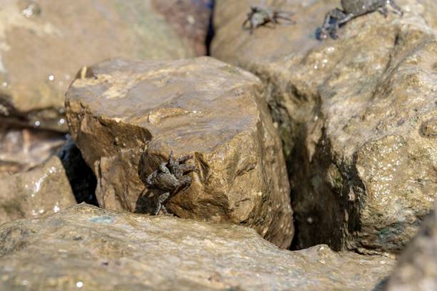 istock Mediterranean crabs above the rocks 1665928641