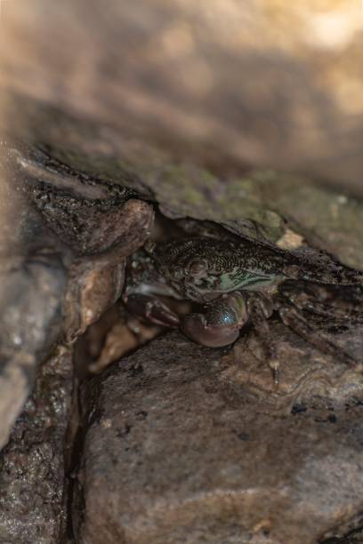 istock Characteristic specimen of Mediterranean crab on rocks 1665928987