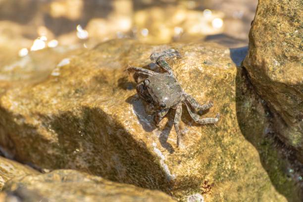 istock Characteristic specimen of Mediterranean crab on rocks 1665929349