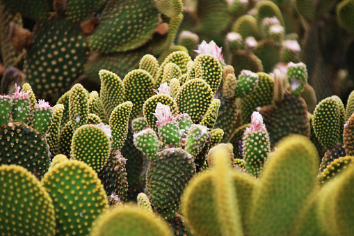 This is a landscape photograph of saguaro cacti filling the Sonoran desert landscape in Arizona on a spring day.