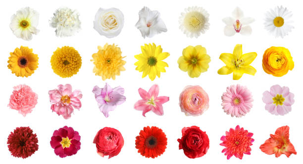 istock Set of different beautiful flowers on white background 1665968257