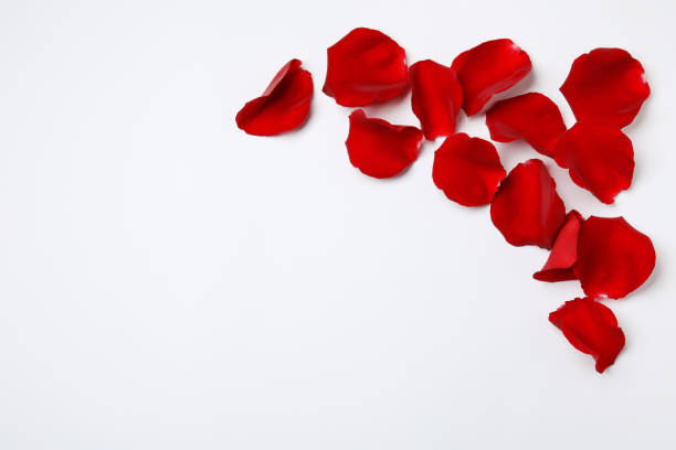 istock Beautiful red rose petals on white background, top view 1665970544
