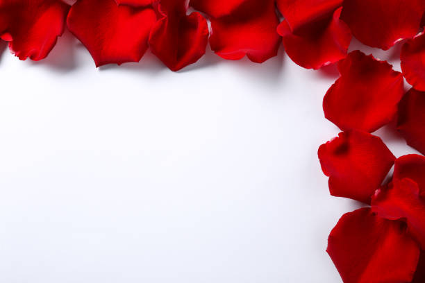 istock Beautiful red rose petals on white background, top view 1665971095