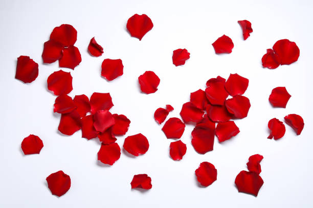 istock Beautiful red rose petals on white background, top view 1665971635