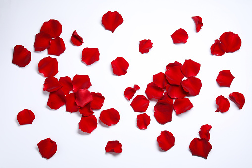 Red rose petals with water drops isolated cutout with selective focus on white background