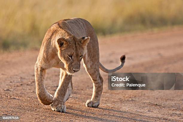 Löwin Im Maasaimara Stockfoto und mehr Bilder von Afrika - Afrika, Fotografie, Groß