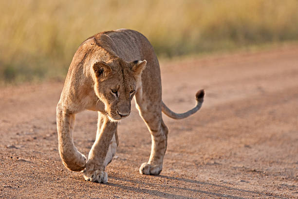 istock Lioness in the Maasai Mara 166597454