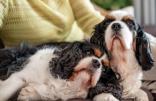 Portrait of cute couple of  cavalier king Charles spaniel dogs relaxing on home sofa with her owner. Enjoy a good company and best friends concept