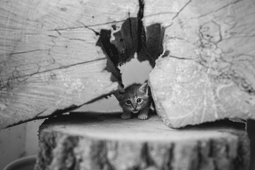 Cute little kitten on a log.