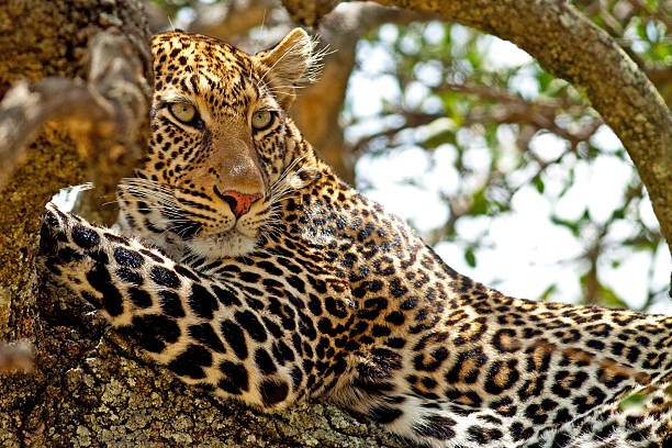 istock Leopard in the Maasai Mara National Park, Kenya 166598856