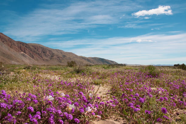 Superbloom in the Anza-Borrego Desert State Park