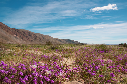 Anza-Borrego Desert State Park is located in Southern California. When conditions are right, a super bloom of wildflowers covers the desert from late winter to early spring.
