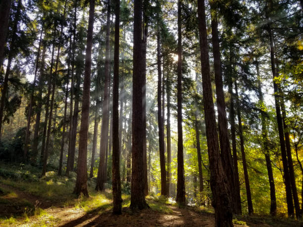 istock Sunlight streaming through a forest canopy in Golden Gardens Park 1665988753