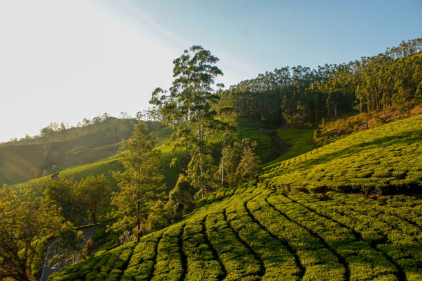 istock Tea plantations at Munnar, Kerala. 1665994545