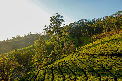 Landscape shot of tea plantations at Munnar hills,  Kerala.
