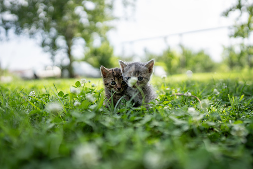 Cute little kittens exploring nature.