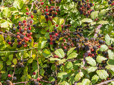 Blackberries, fruit of the bush