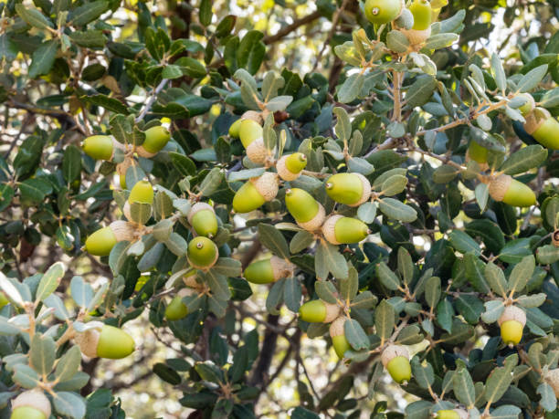 Source of Life: Green Acorn, Origin of the Iberian Pig in the Extremaduran Dehesa.
