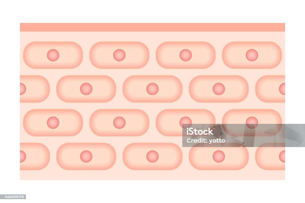 Skin Cell Visualization Skin Cells Isolated Vector Illustration Stock Illustration - Download ...