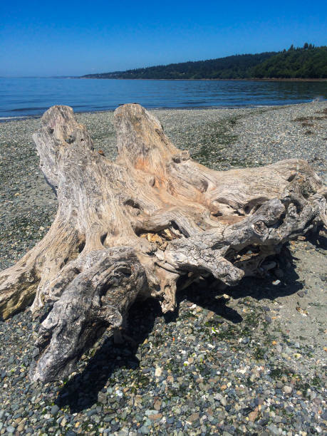 istock Driftwood Stump on Rocky Beach 1666004105