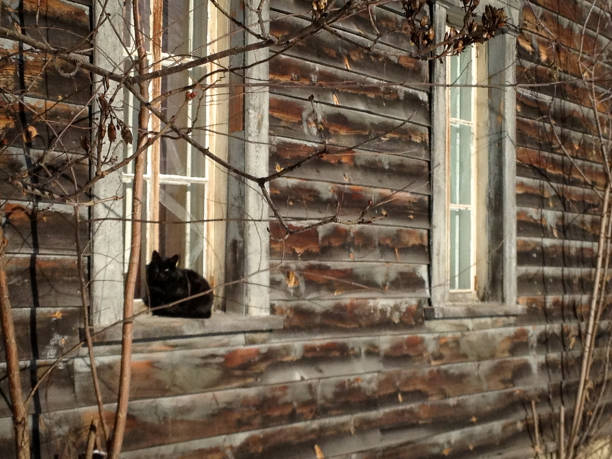 istock Black Cat on Windowsill of Old House 1666004646