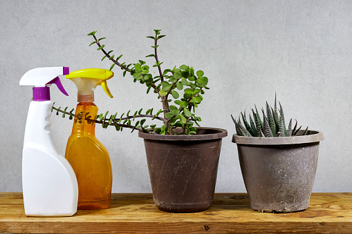 natural cleaning products and  products pot of Portulacaria Afra and Haworthia succulent houseplant on wooden table