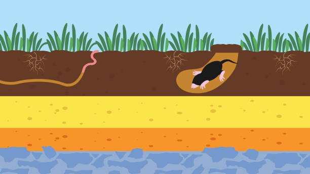 a mole digging a hole in the ground with a worm. An illustration of a mole digging a hole in the ground with a worm. mole animal stock illustrations