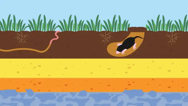 Vector illustration of a mole digging a hole in the ground with a worm.