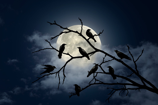 Dramatic Halloween sky with full moon and ravens silhouette on tree branch