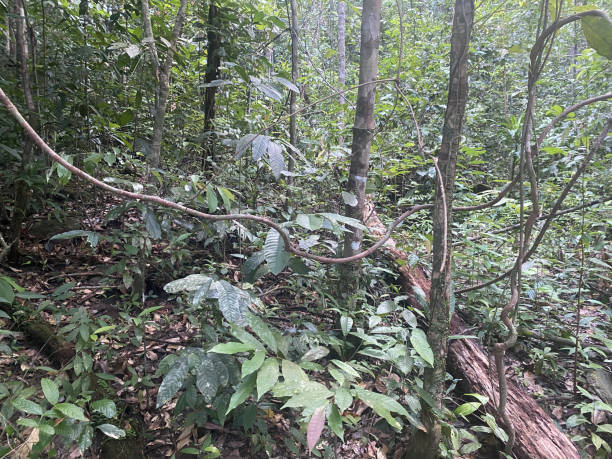 istock nature tree forest outdoor photo. 1666035385
